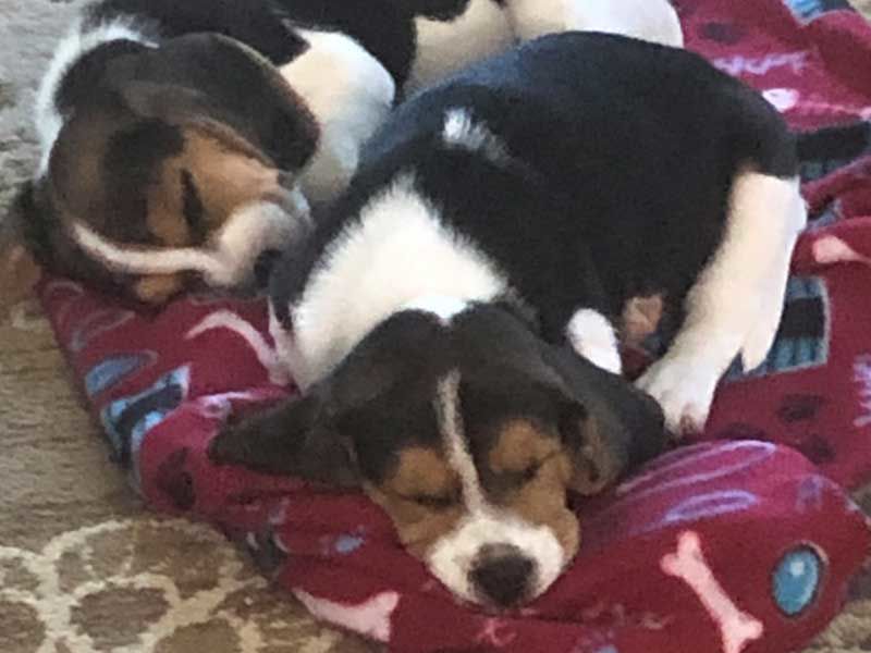 Remington & Ruger